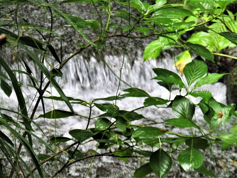 Japan. July. Rainy season. Stormy water flow in the mountain river